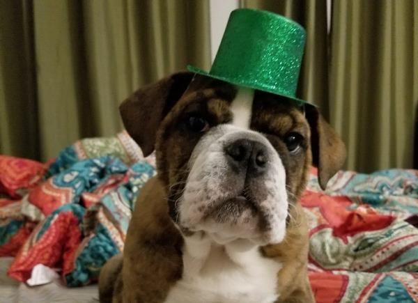 /Images/uploads/Long Island Bulldog Rescue/LIBR-2025-Calendar/entries/32167thumb.jpg